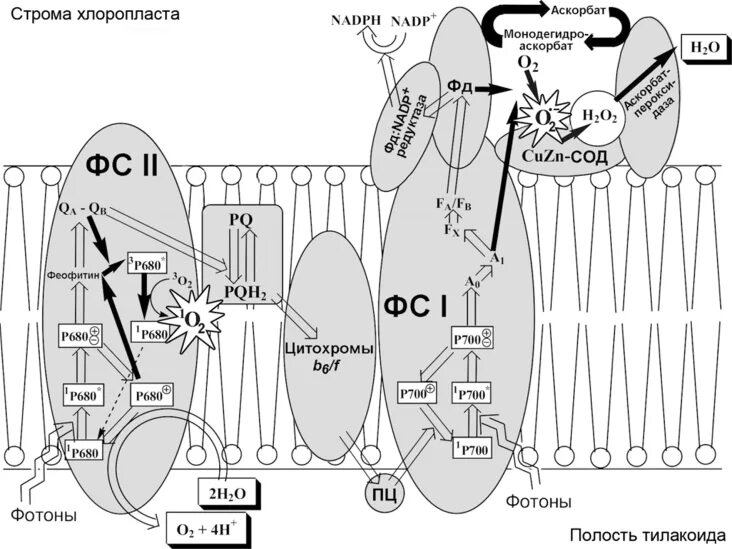 Окисление в хлоропластах. Электрон транспортная цепь хлоропластов. Генерация АФК В митохондриях. Генерация активных форм кислорода (АФК) В митохондриях. Кислород у хлоропластов.