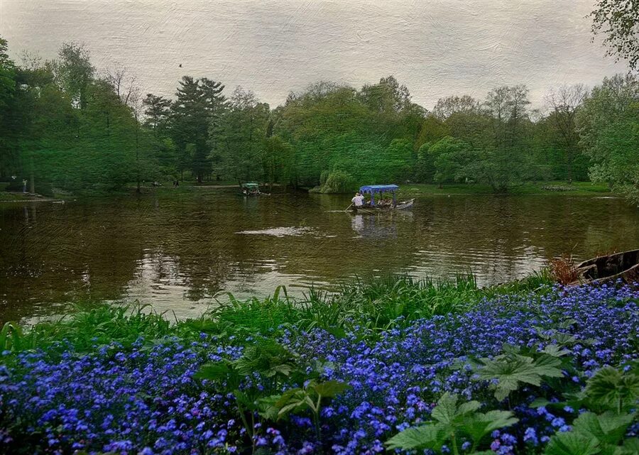 Васильки у реки. Незабудки у реки. Незабудки у воды. Синие цветы у водоема. На берегу лесного ручья растут незабудки