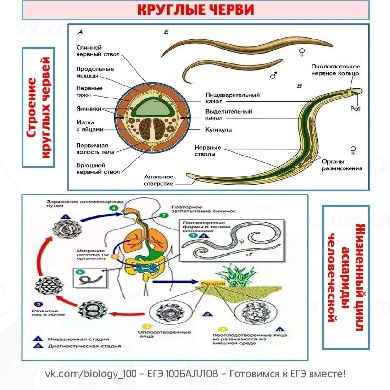 Таблица круглых паразитических червей. Круглые черви тип животных. Круглые черви паразиты представители. Круглые черви тип животных. Тип круглые черви класс нематоды представители.