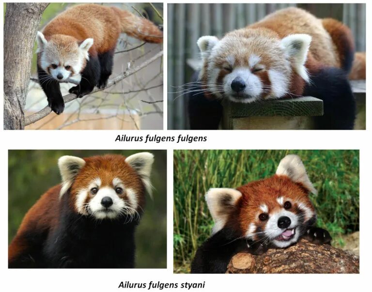 Pandas difference