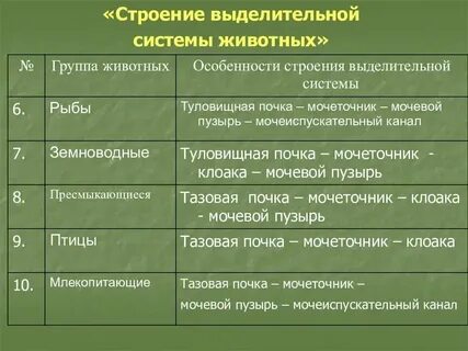 Группа животных органы выделения таблица