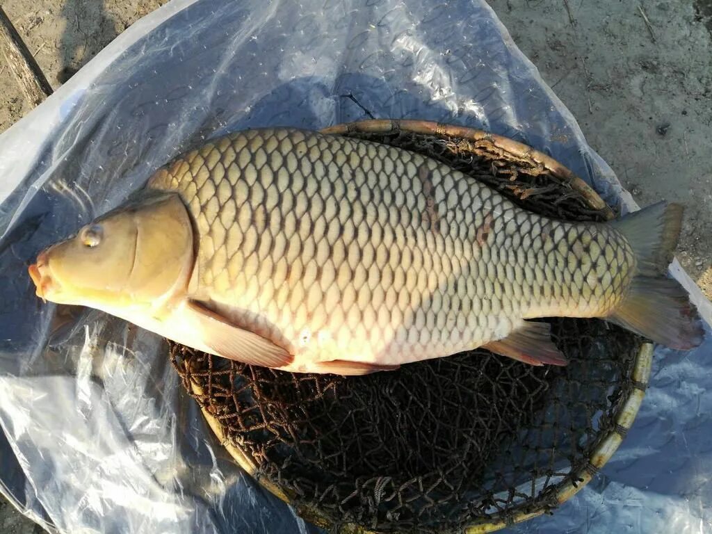 5 кг. Карп в магазине. 1 кг карпа стоит. Карп в магазине. 5 кг.