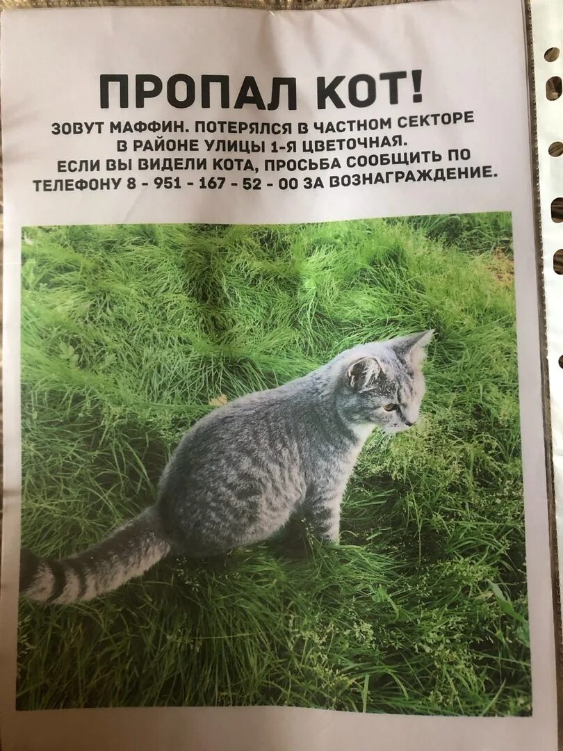 Потерялся кот. Пропал котик. пропажа кота. кот пропал на даче. исчезающий кот.