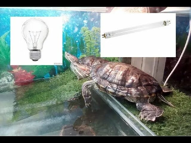 Ультрафиолетовые лампы для красноухих черепах. Лампа для аквариума черепахи красноухой. Лампа ультрафиолетовая 60 Вт для красноухой черепахи. УФ лампа для красноухой черепахи. Ультрафиолетовая лампа для красноухой черепахи.