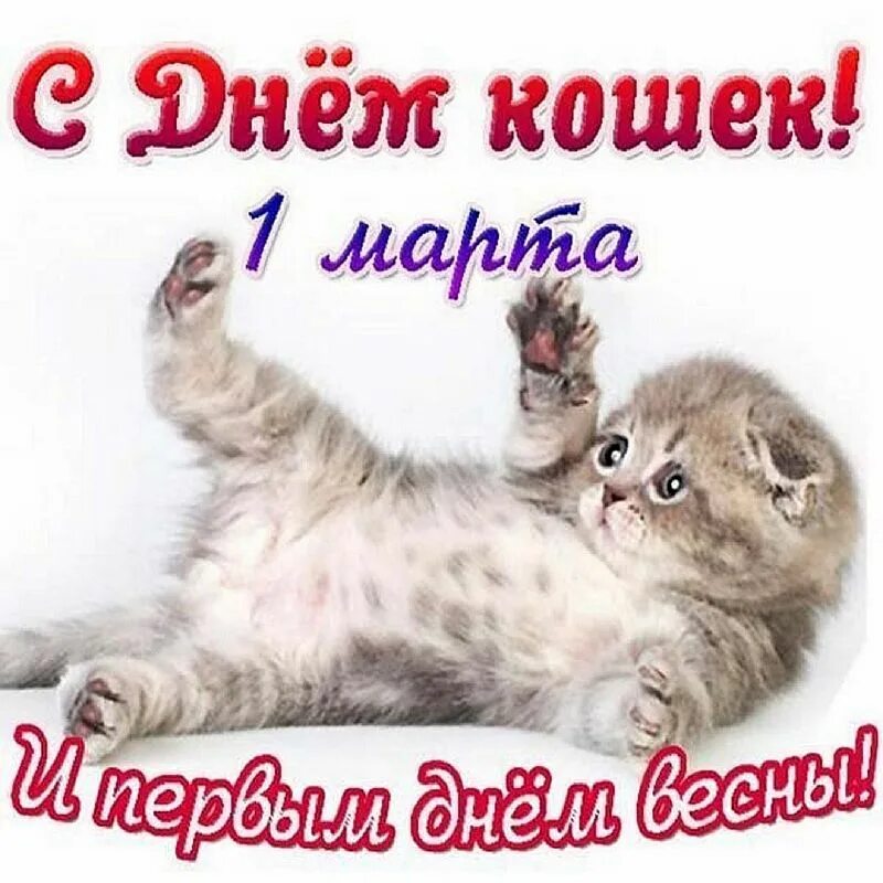 День кошек в россии 2024 год. 1 Марты Всемирный день клше. 1тмарта Всемирный день кошек. Поздравление с днем кошек.