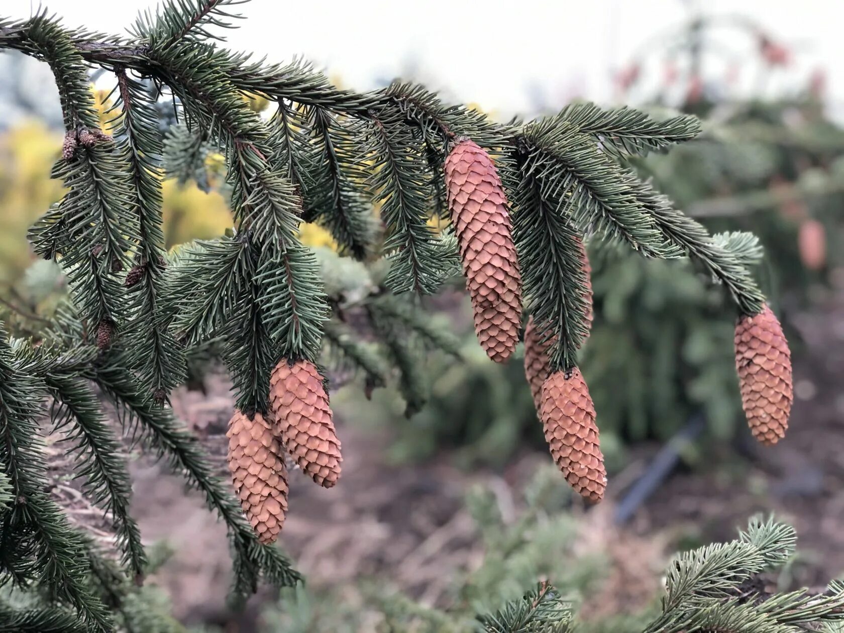 Ель европейская. Ель европейская Picea Abies. Ель обыкновенная (европейская) – Picea Abies. Ель обыкновенная Акрокона. Ель обыкновенная (Picea Abies "columnaris")*.