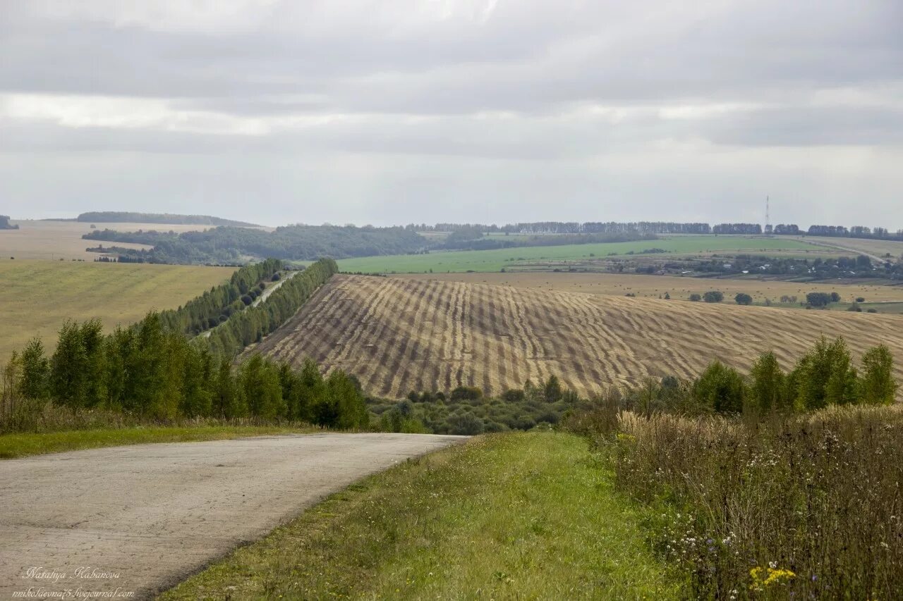 Пасеки воронежской области. Ворон в поле. Хлебные поля белгородская область. Пос шилово воронеж. Поля в воронеже где.
