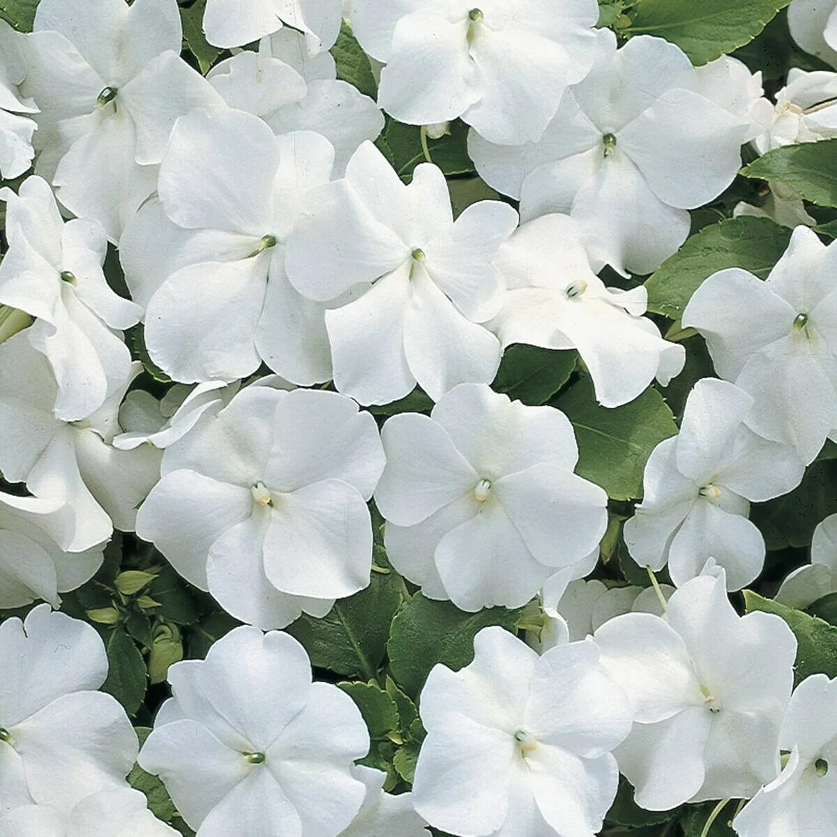 Extra flowers