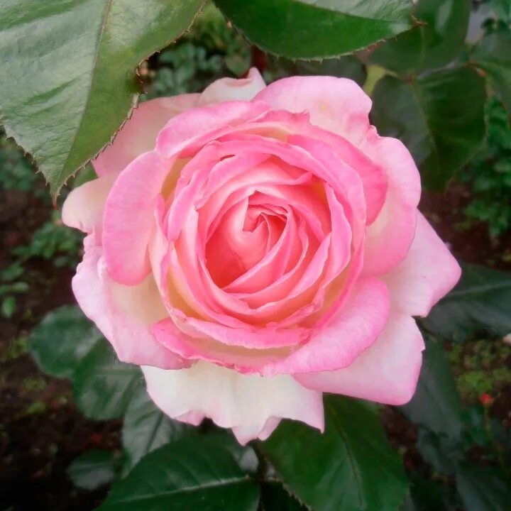 Esmeralda rose. Esmeralda rose. Esmeralda rose. Esmeralda rose. Esmeralda rose.