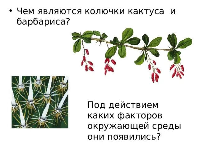 Какая из представленных колючек является