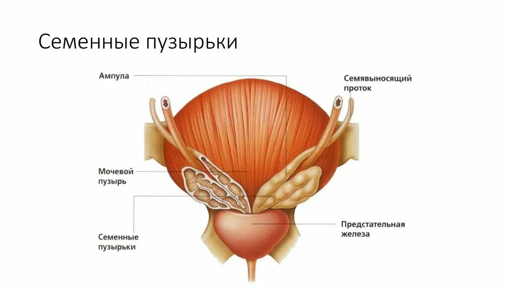 Мочевой пузырь у мужчины видео