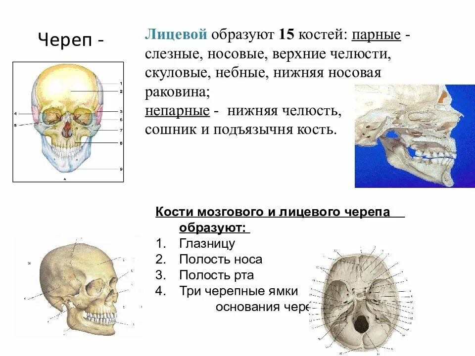 Носовая кость лицевого черепа