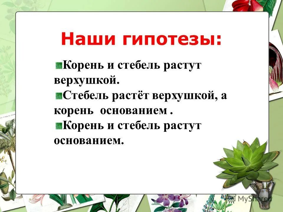 Растущий стебель. Корень и стебель нарастает.