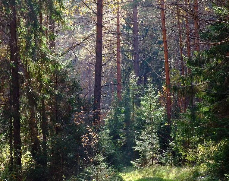 северный лес одинцово. северный лес одинцово. северный лес одинцово. подушкинский лес. дубрава одинцово.