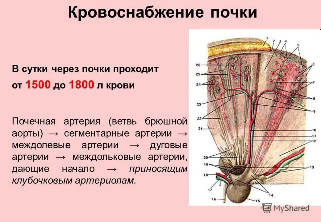 Система кровообращения почек