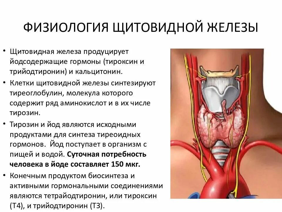 Щитовидная восстановилась. Заболевания щитовидной железы. Патология щитовидной железы. Воспаление щитовидной железы. Классификация болезней щитовидной железы.