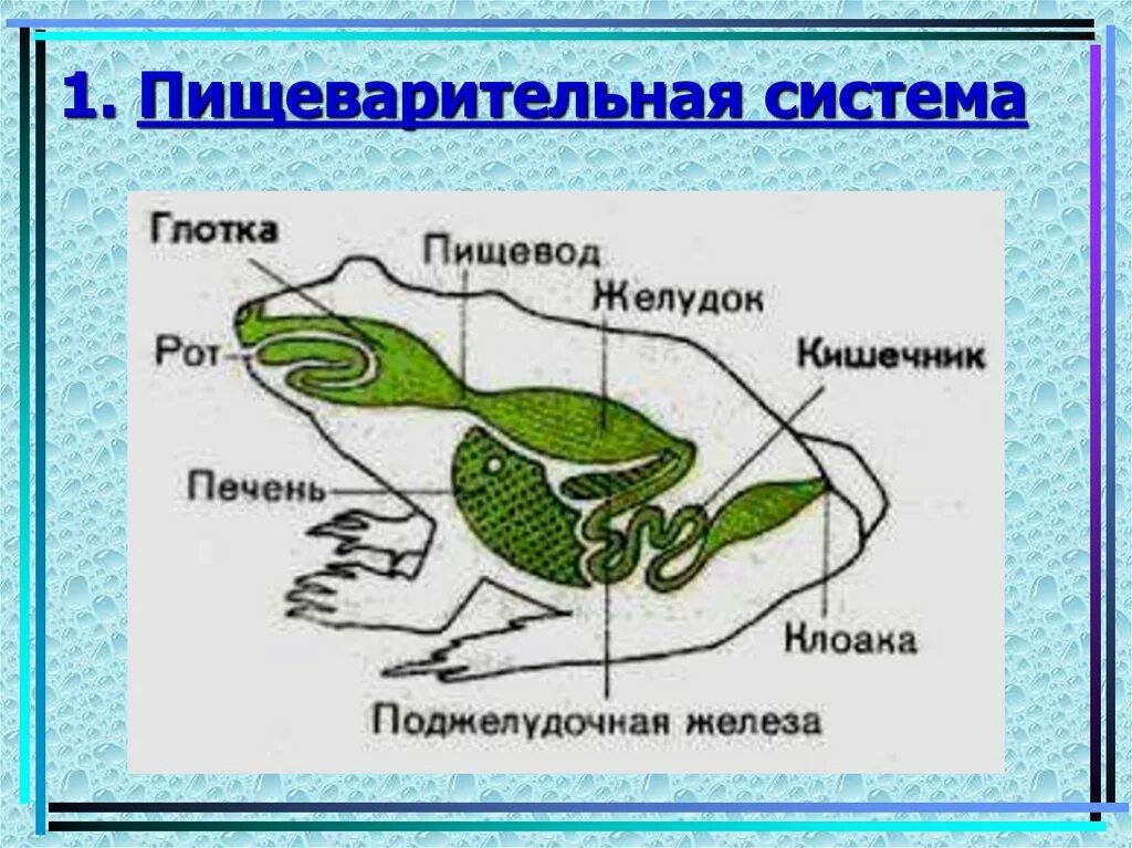 Отделы пищеварительной системы лягушки. Пищеварительная система амфибии лягушка. Строение пищеварительной системы лягушки. Отделы пищеварительной системы амфибий.