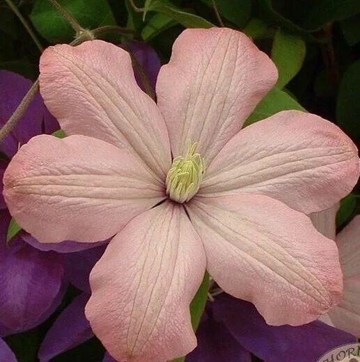 orange peel clematis Front garden, Clematis, Garden