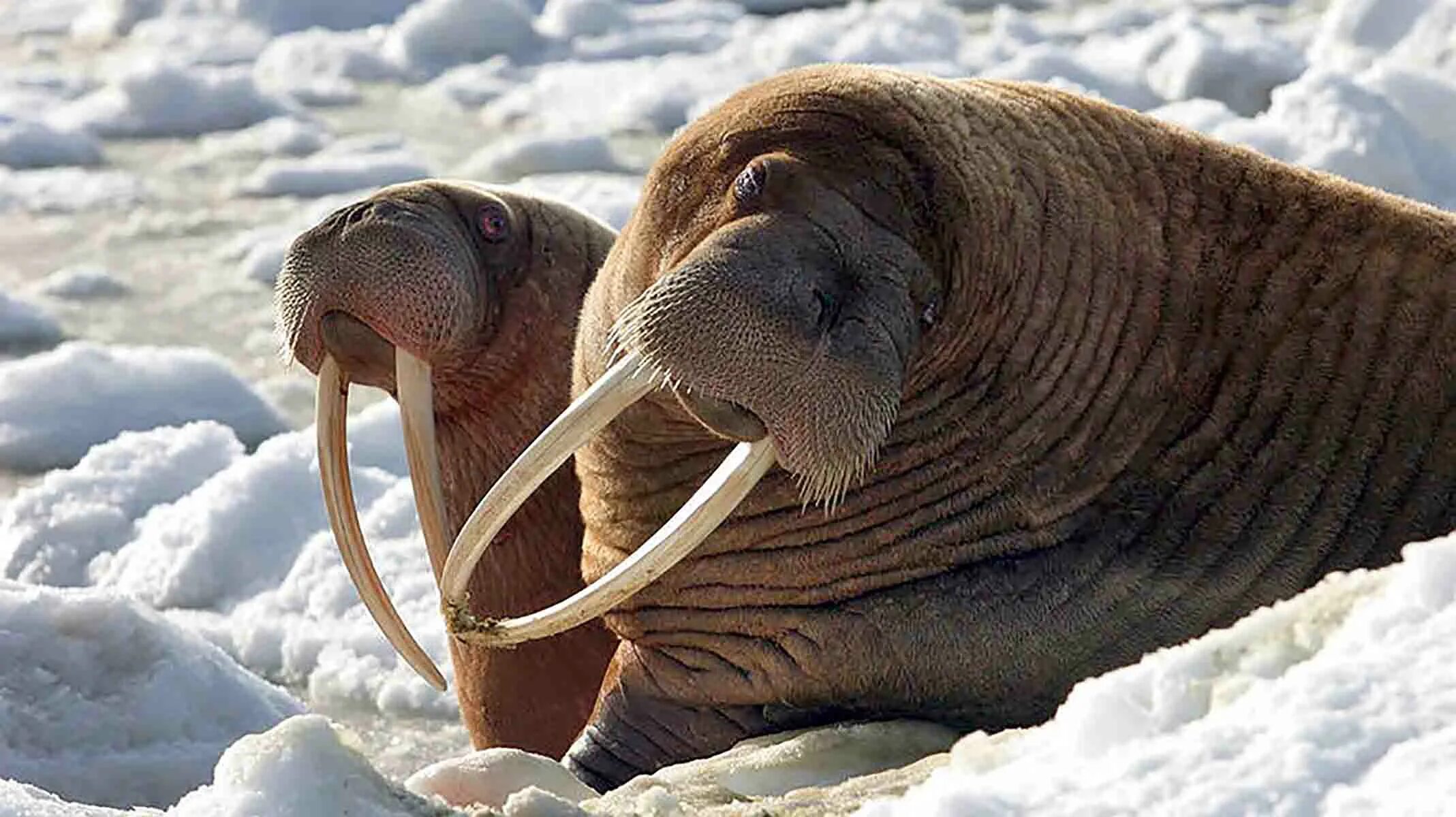 Заповедник моржей