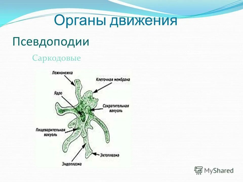Псевдоподии у простейших. Виды псевдоподий. Имеет псевдоподии. Имеет псевдоподии. Амеба протеус строение.