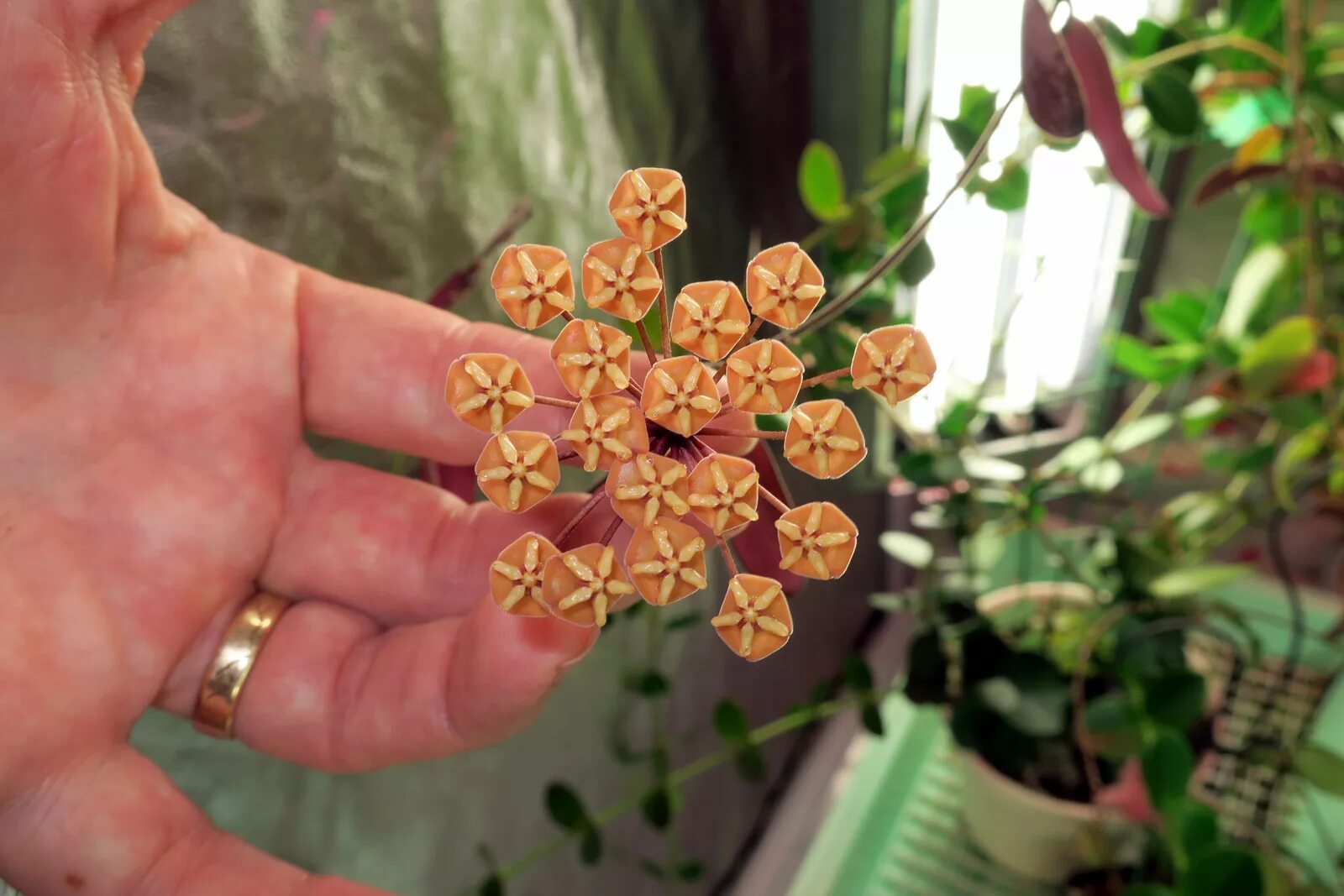 хойя sigillatis. хойя sigillatis. хойя sigillatis. Hoya hasseltii (sigillatis). хойя сигилатис.