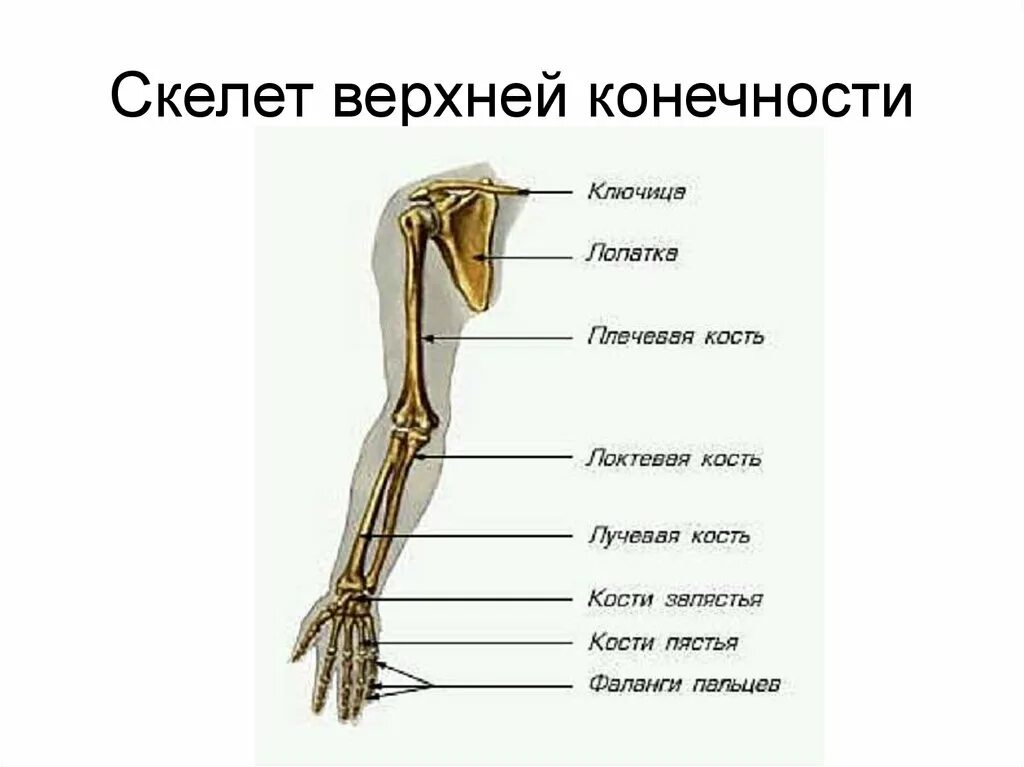 Отделы и кости скелета верхней конечности. Скелет верхней конечности анатомия. Скелет пояса верхних конечностей. Кости пояса верхней конечности человека анатомия. Кости скелета рук