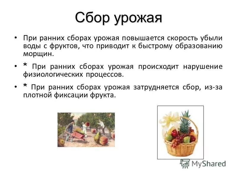 Какое значение имеет сбор урожая. «сбор урожая в провансе», 1888 года. Проект на тему урожай. Слайд сбор урожая. Сбор овощей.