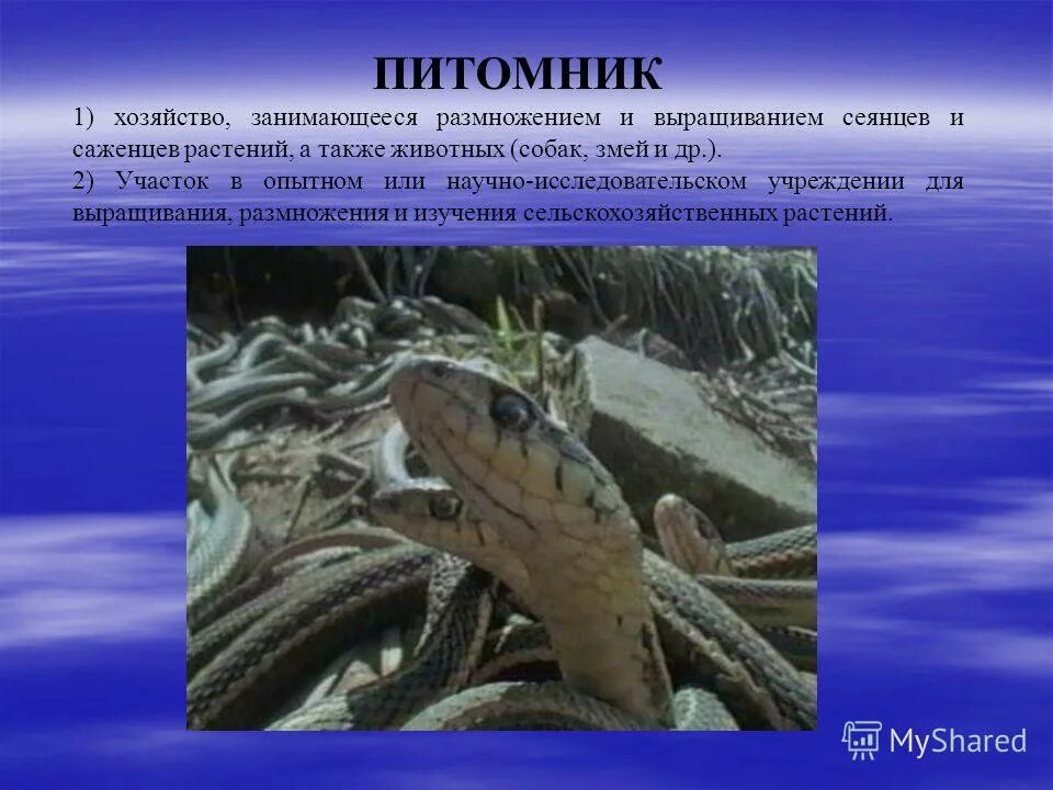 растения как живой организм. как живут растения 1 класс. заповедь плодитесь и размножайтесь. плодитесь и размножайтесь и наполняйте землю. живая природа дышит растет размножается для дошкольников.