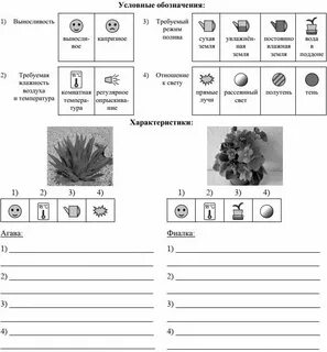 Впр по биологии 6 класс растение