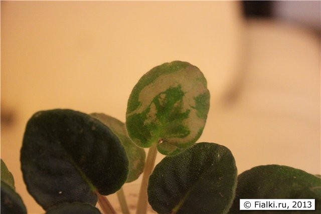 Фиалка белеет почему. Болезни фиалок фитофтороз. У фиалки побледнели листья. Фиалка узамбарская вредители. Узамбарская фиалка бледнеют листья.