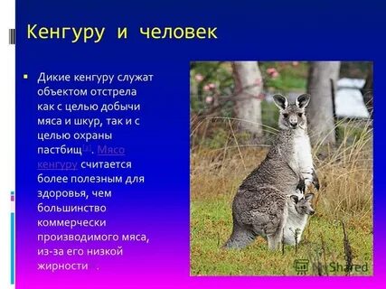 Слово кенгуру относится к