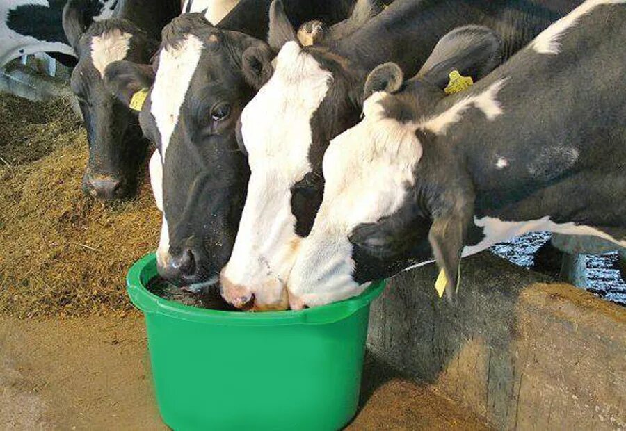 Можно давать корове сырой. Патока свекловичная для КРС. Меласса кормовая для КРС. Кристаликс - лизунцы для КРС. Протеин для телят.