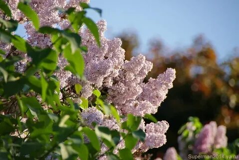 Время цветения сирени