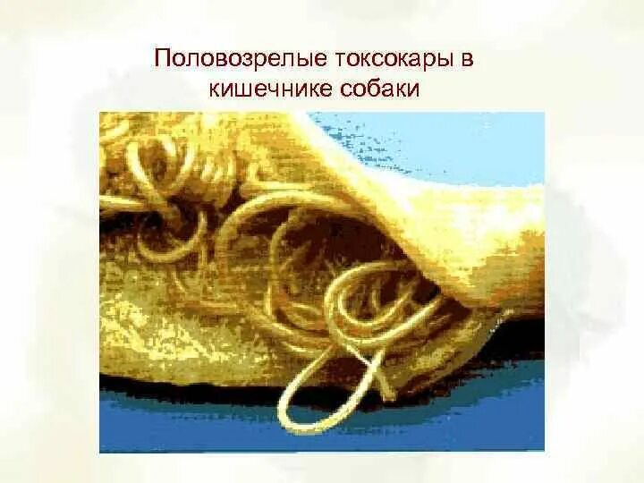 Гельминты токсокары. Гельминты токсокары