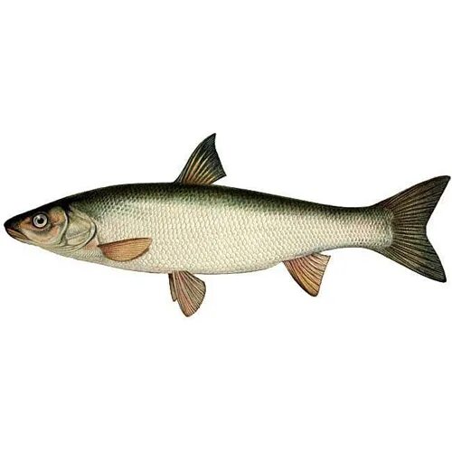 Рыбка на букву т. Дальневосточная красноперка Угай. Краснопёрка рыба морская. Крупночешуйная краснопёрка-Угай. Красноперка Угай.