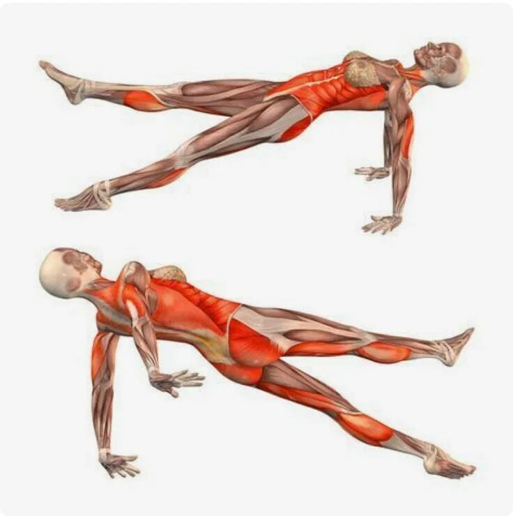 Анатомия фитнес упражнений. Пурвоттанасана мышцы. Ардха пурвоттанасана анатомия. Васиштхасана анатомия. Упавишта Конасана анатомия.