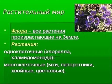 Растительный мир определение