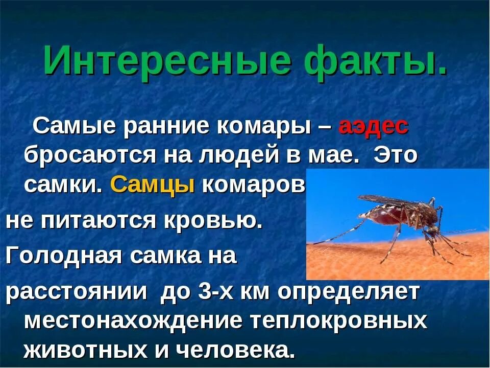 Комар какая среда. Интересные факты про комаров. Факты о комарах. Доклад про комара. Интересное о комарах для детей.