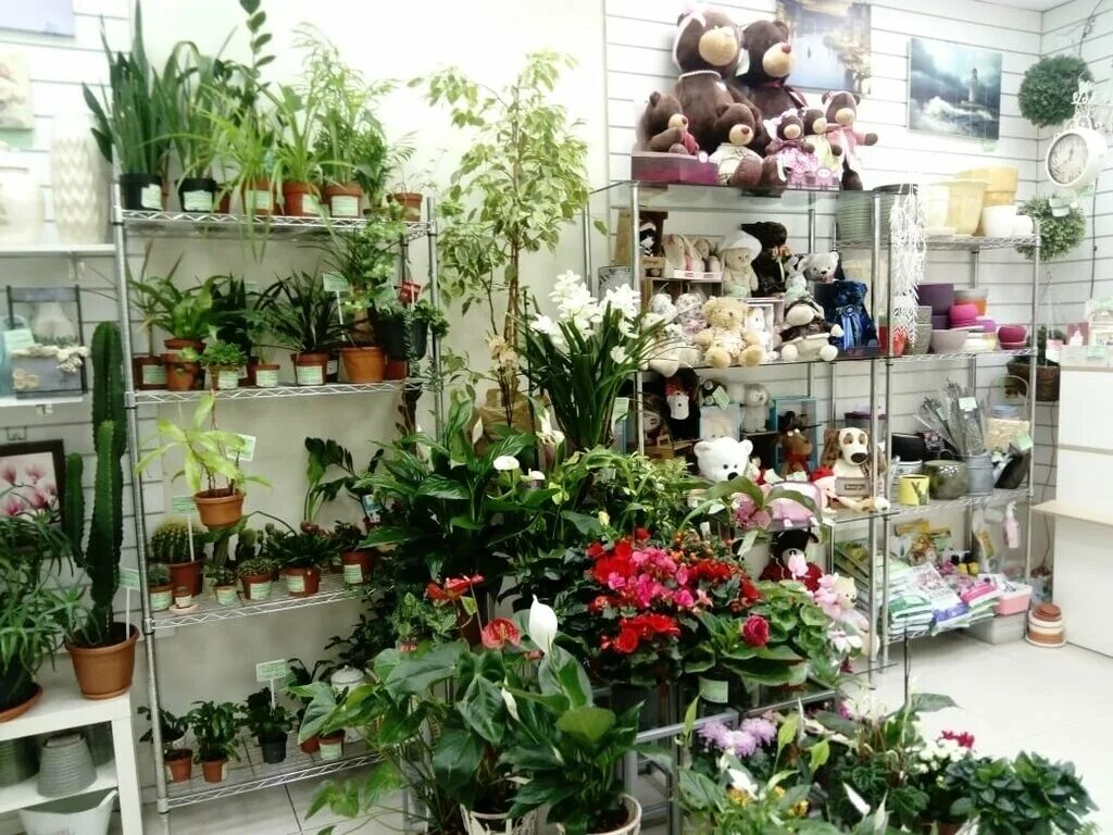 Магазин комнатных растений. Цветочный магазин комнатных растений. Комнатные цветы в магазине. Цветочный магазин домашних цветов. Купить растение курск