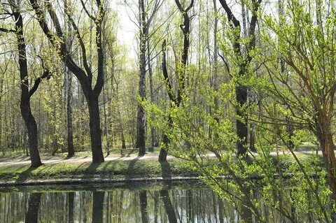 Заповедная роща