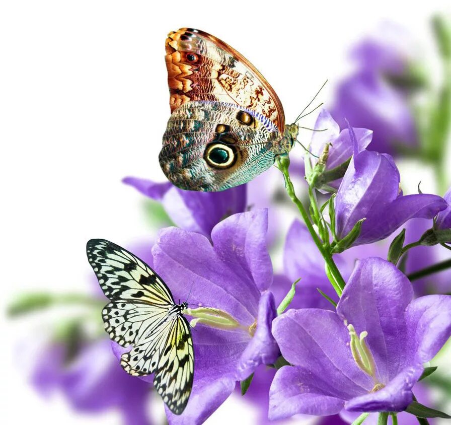 открытка бабочка. открытка день бабочки. открытка день бабочки. бабочки в цветах. открытка день бабочки.