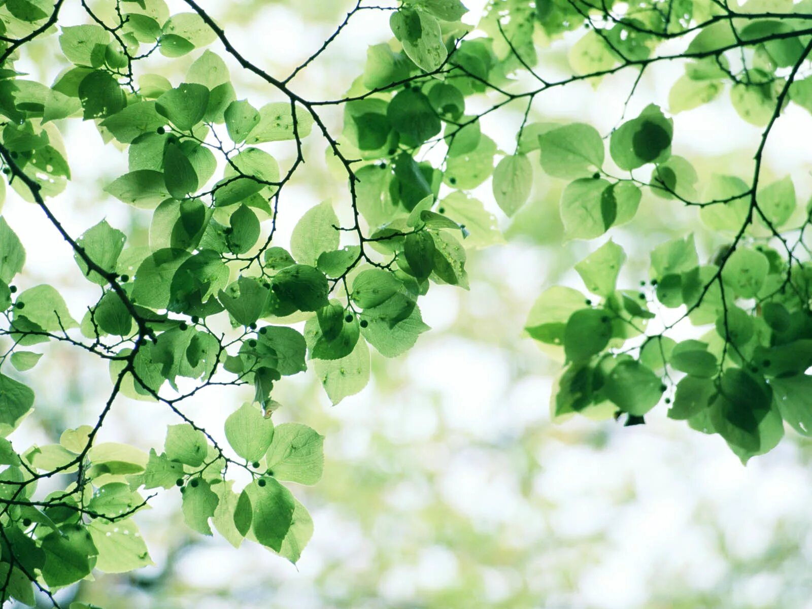 Фон листва. Листья фон. Фон для портрета. Листва деревьев. Природа зелень.