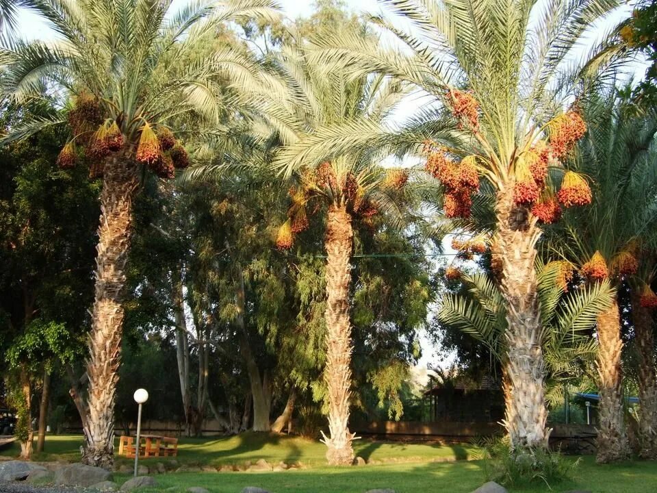 Финиковая пальма где растет природная зона. Финиковые пальмы в ОАЭ. Финиковая Пальма плантации. Финиковая Пальма в Африке.