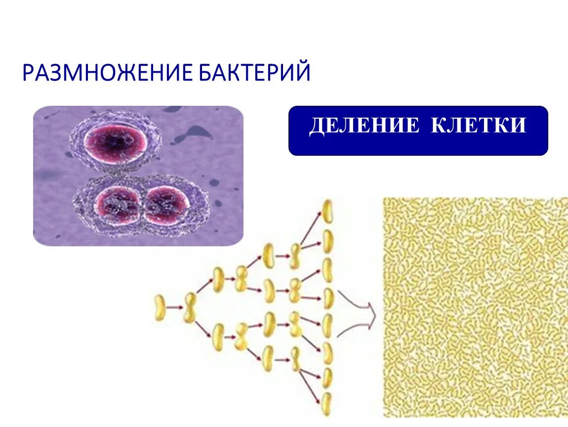 Размножение бактерий примеры. Размножение бактерий 5 класс биология. Размножение бактерий под микроскопом. Размножение бактерий схема.