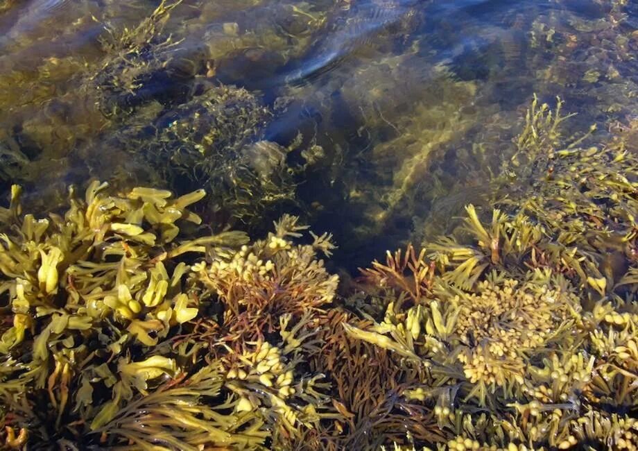Ламинария в холодных морях. Бурые водоросли Баренцево море. Морская капуста в Баренцевом море. Бурые водоросли белого моря. Водоросли белого моря ламинария.