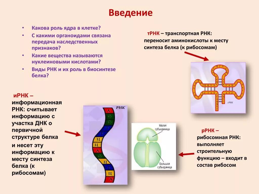 Синтез белков ядра происходит в. Место синтеза транспортной РНК. Какова роль транспортной РНК.