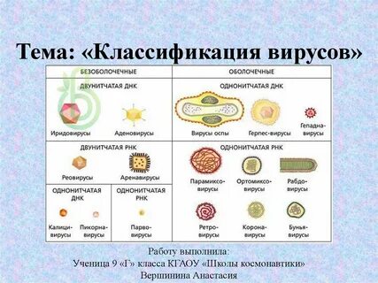 Вирусы биология теория