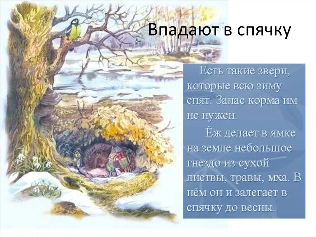 Зимняя спячка является явлением живой природы