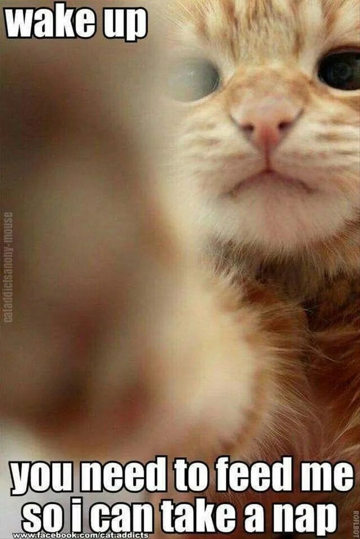 Кот тыкается носом. Милый кот с камерой. котенок селфи. котики на экран. кот лапки на экране.
