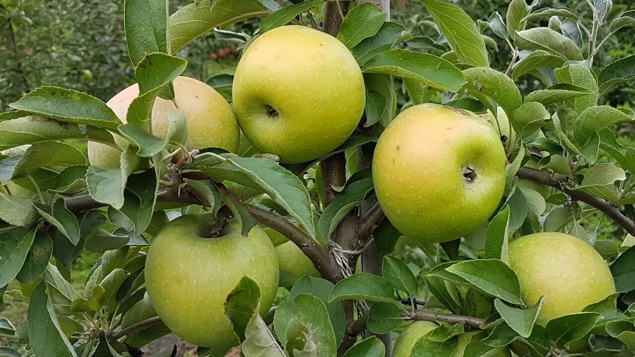 Сорт яблони семеренко. Яблоки эмпайр. Центнер яблок. Квадратное яблоко. Яблоко магазин.